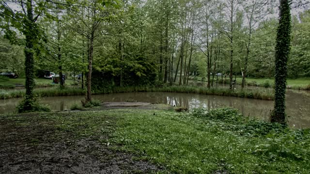 Green woodland reflected in a still pond, with a muddy path along the bank